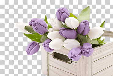 printemps, printempsFleur, Violet, Violet, Tulipe, Plante, Fleurs coupées png