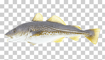 bacalao pescado azul bacalao atlántico salmón productos de pescado, abadejo de Alaska, pollocks, gadidae, mariscos, salmón del Atlántico, pescado como alimento png