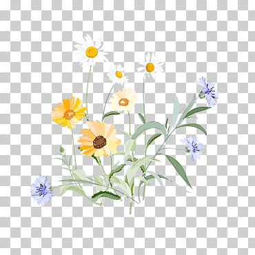 primavera, primaveraFlor, Manzanilla, Manzanilla, Planta, Amarillo, Flores Silvestres png
