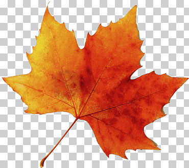 Dibujo De Hoja De Otoño, Lienzo, Color De Hoja De Otoño, Árbol, Hoja De Arce, Arce Negro, Planta Leñosa, Naranja png