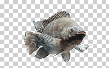 pez pez tilapia perca bluegill, lubina, huesudo, aleta, pez rayo png