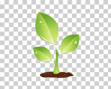 Plantas, Plántula, Vivero, Germinación, Brote, Brote, Hoja, Agricultura png