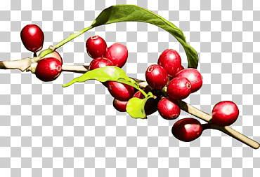 Grano de café, Acuarela, Pintura, Tinta húmeda, Café Arábica, Café Kona, Fruta png