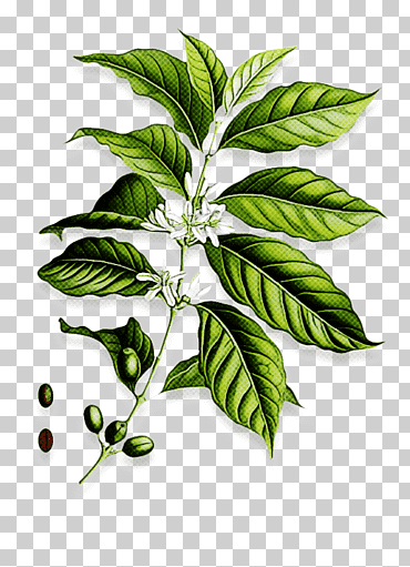 Café, Hoja, Café Arábica, Cocina Vegetariana, Café, Tallo de Planta, Papa, Cafeína png